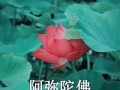 40-50岁洋气头像好看(时尚中老年头像精选)